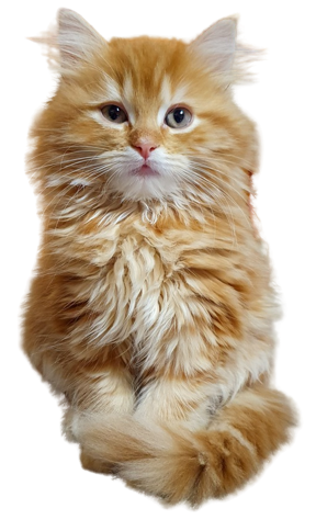 Cattery vom Ländle Katzen Logo