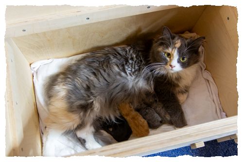 Kitten_C-Wurf_Phine-und-Kitten-Wurfbox