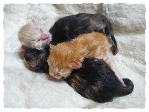 Kitten_B-Wurf-Geburt-Gruppenbild