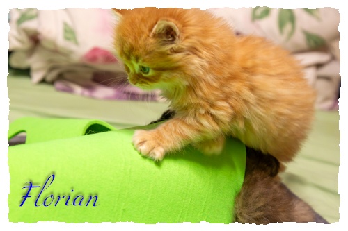 Kitten_B-Wurf_Spielmatte-Florian-1