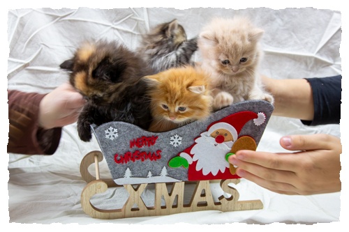 Kitten_B-Wurf_Weihnachten-Annabelle-Gruppe-2