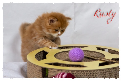 Kitten_C-Wurf-Spielen_Rusty-11