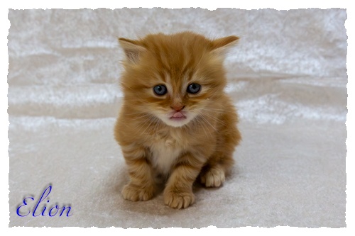 9.11.25_02_Elion-002